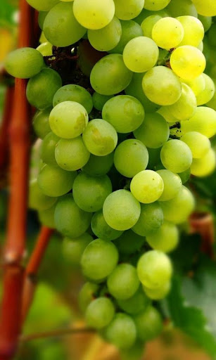 grapes wallpaper