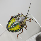 Stink bug (nymph and adult)