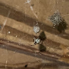 Common House Spiderlings