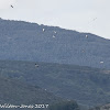 White Stork; Cigüeña Blanca