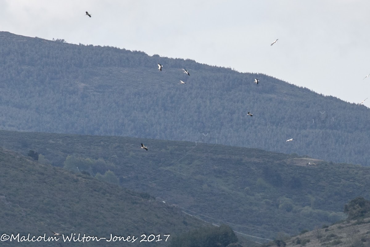 White Stork; Cigüeña Blanca