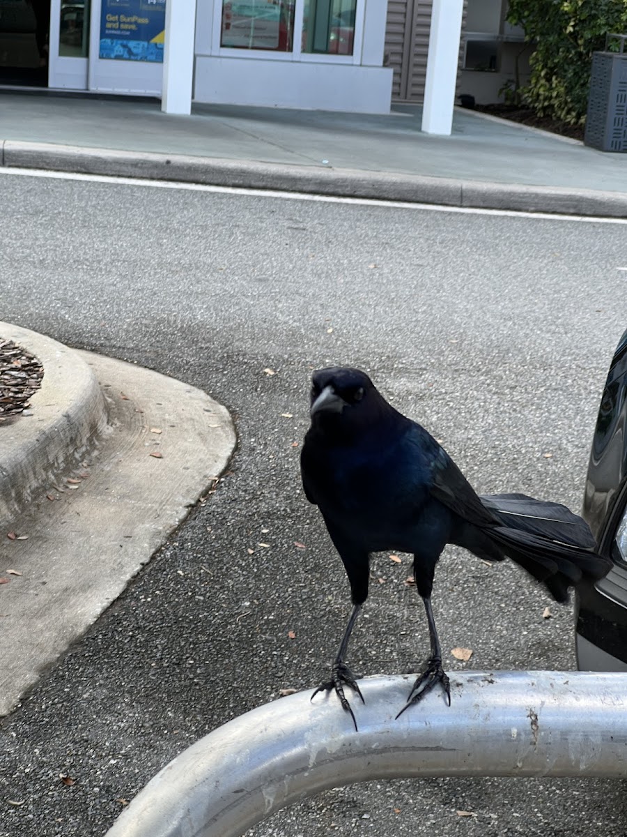 Common Grackle