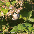 Blue Tit