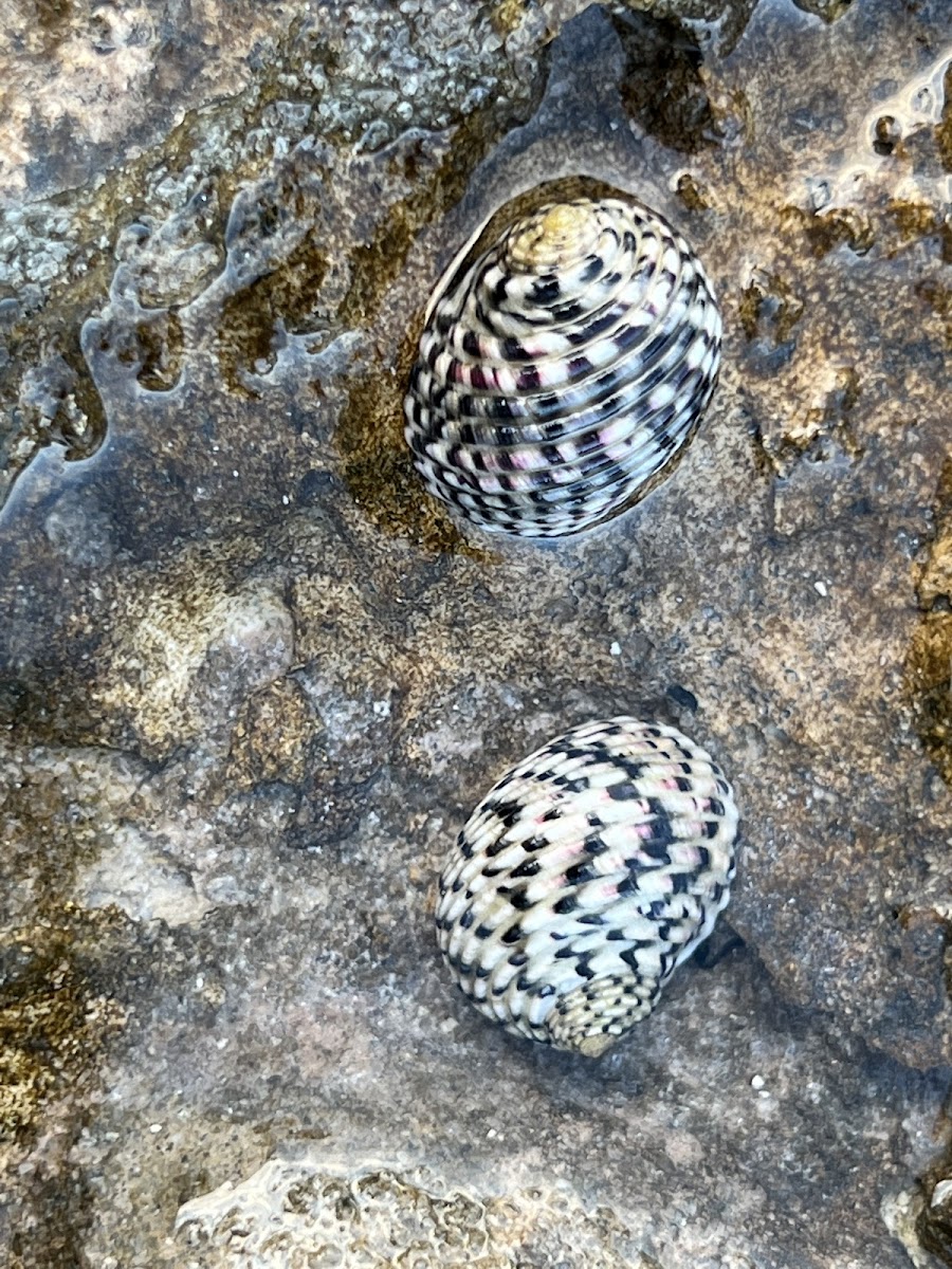 Checkered Nerite