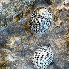 Checkered Nerite