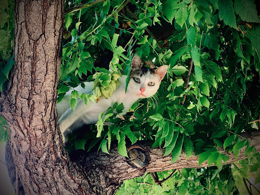 ...Gatto curioso... di Rosy Massaro