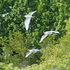 Cattle Egret