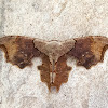 Uraniid Moth