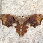 Uraniid Moth