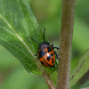 swamp milkweed leaf beetle