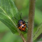 swamp milkweed leaf beetle