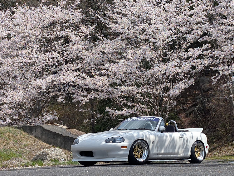 ロードスターのサクライマツダ・板っぱねはいいぞー・おっさん軍団・撮影会📸・サクラと愛車・ご近所さん巡りに関するカスタム事例の投稿画像8枚目