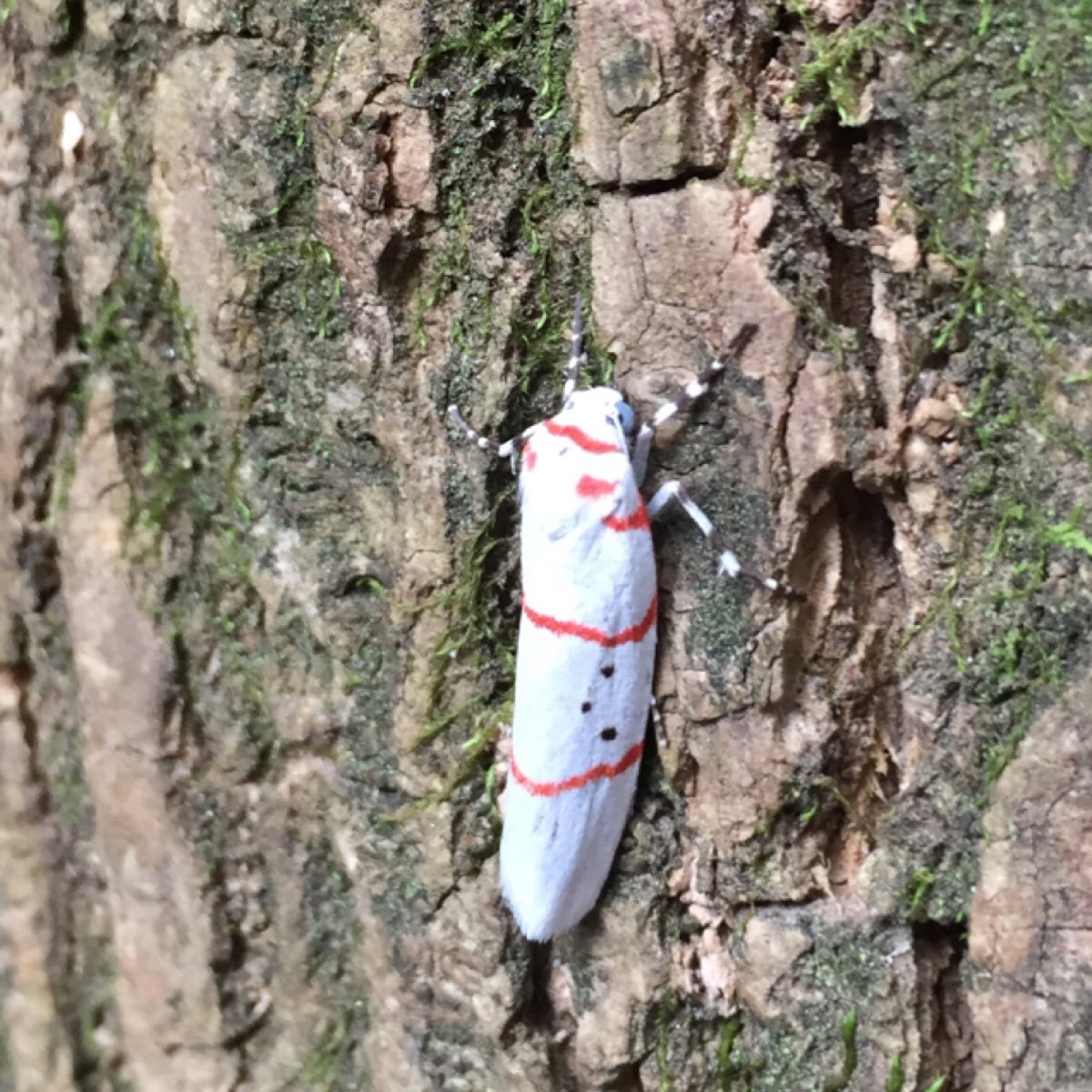 Red-lined moth