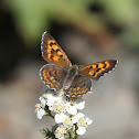 Purplish Copper - f. on Yarrow