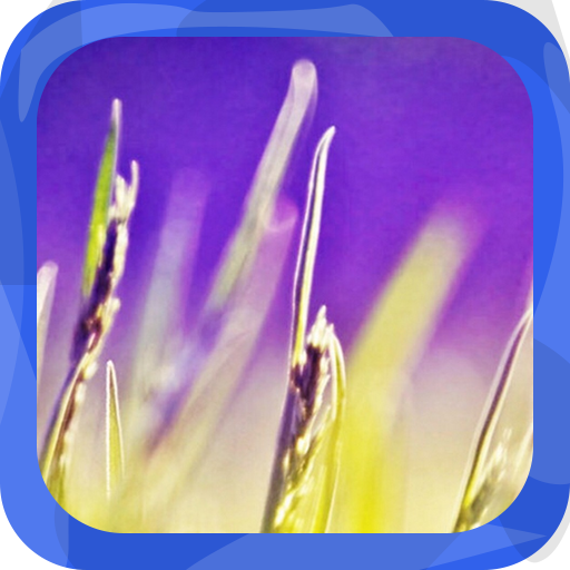 A Clump of Golden Wheat 個人化 App LOGO-APP開箱王