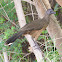 Plain chachalaca