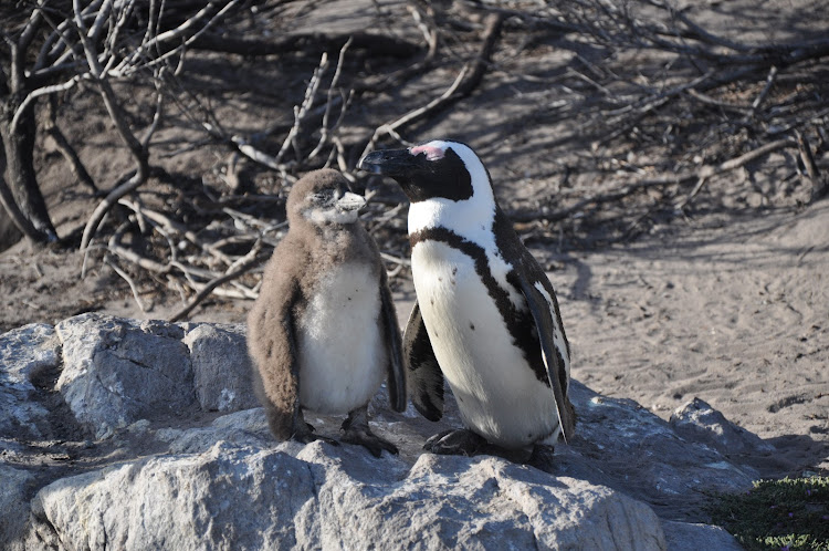 An African penguin with a chick at Stony Point in the Western Cape.