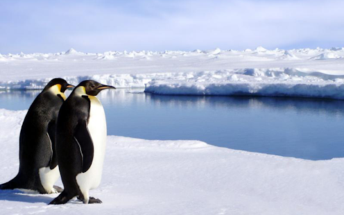 Penguins Live Wallpaper Screenshots 5