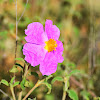 Pink Rockrose