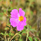 Pink Rockrose