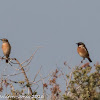 Stonechat; Tarabilla Común