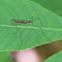 Limoniid Crane Fly