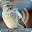 Blackthroat Robin Bird Call Sounds Ringtones Download on Windows