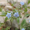 Brunnera orientalis