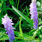 Tufted Vetch