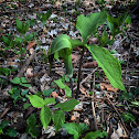 Jack in the pulpit