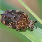 Mango Flower Beetle