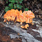 Sulphur shelf / chicken of the woods