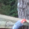 Red bellied woodpecker