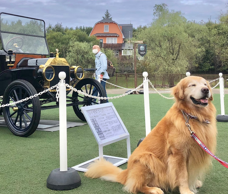 🇬🇧🇮🇹ƑULVƖA🇩🇪🇫🇷さんが投稿したトヨタ博物館・トヨタ博物館クラシックカーフェスティバル・一色さかな広場・SKE48・須田亜香里に関するカスタム事例の投稿画像21枚目
