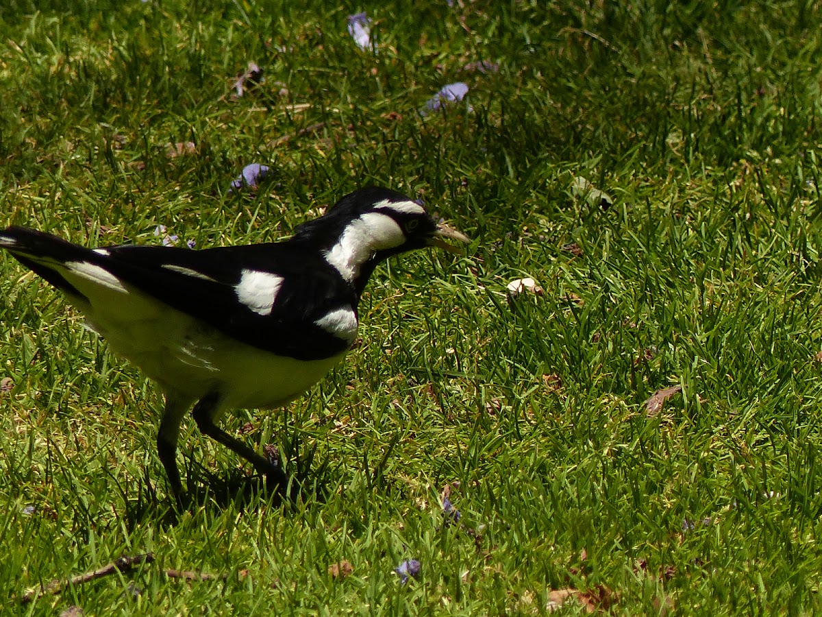 Magpie lark