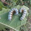 Caterpillar of Blue Tiger Butterfly