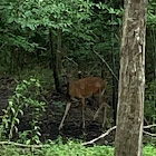 White Tailed Deer