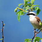 Red-backed Shrike