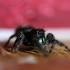 Bold Jumping Spider