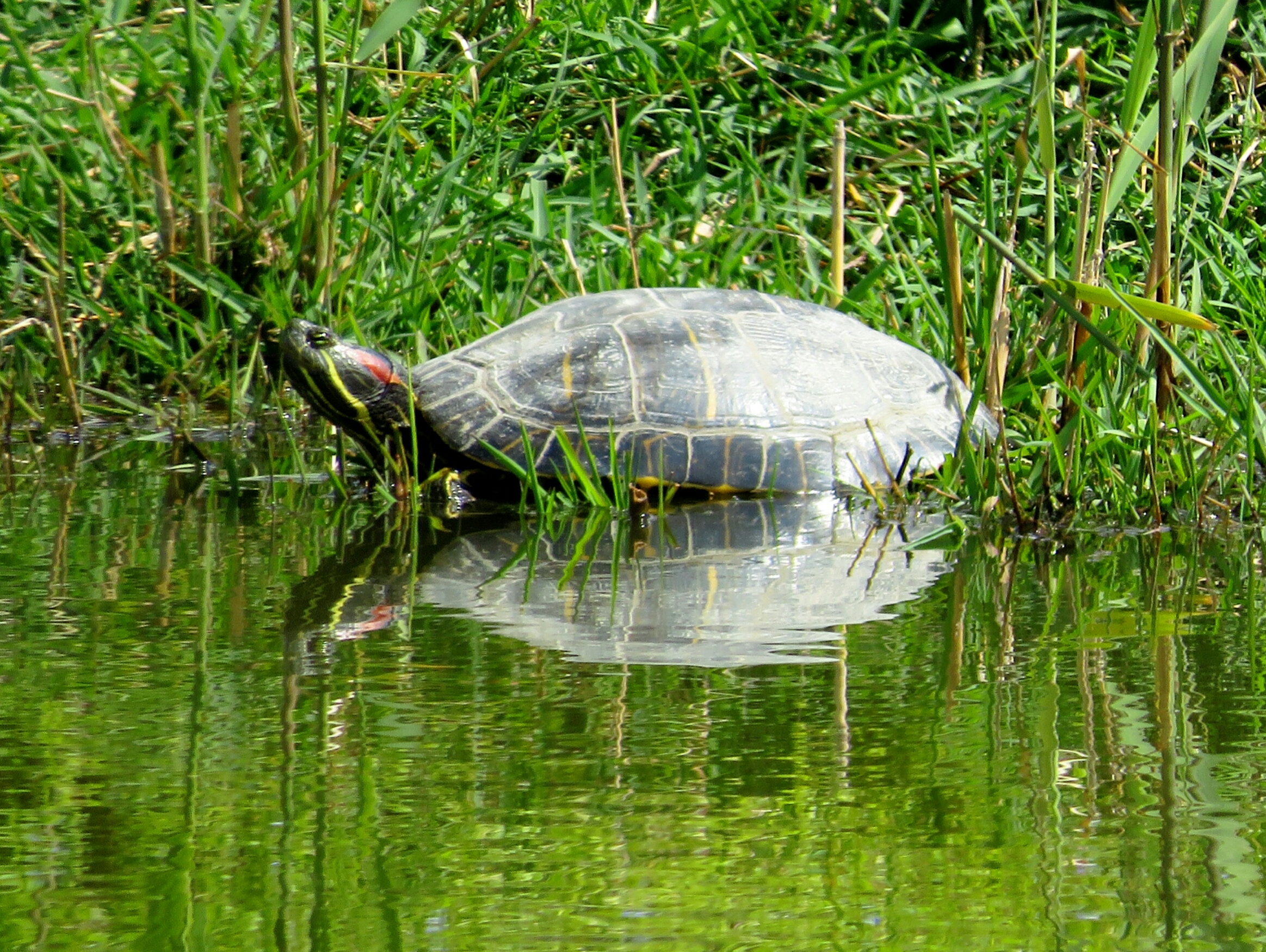 Tartaruga di Giorgio Lucca