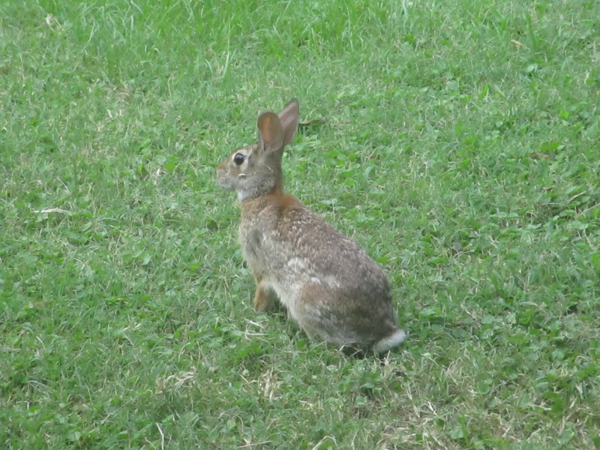 Eastern Cottontail