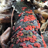 Red jelly fungus?