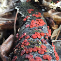 Red jelly fungus?