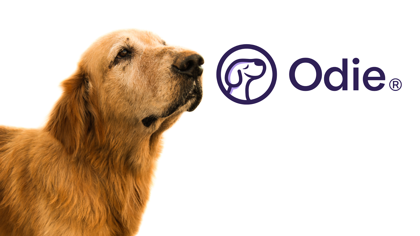 Odie Pet Insurance offers comprehensive, affordable and customizable pet health insurance plans for Golden Retrievers. 