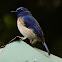 Malaysian Blue Flycatcher