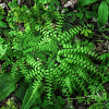 Northern Maidenhair Fern