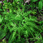 Northern Maidenhair Fern