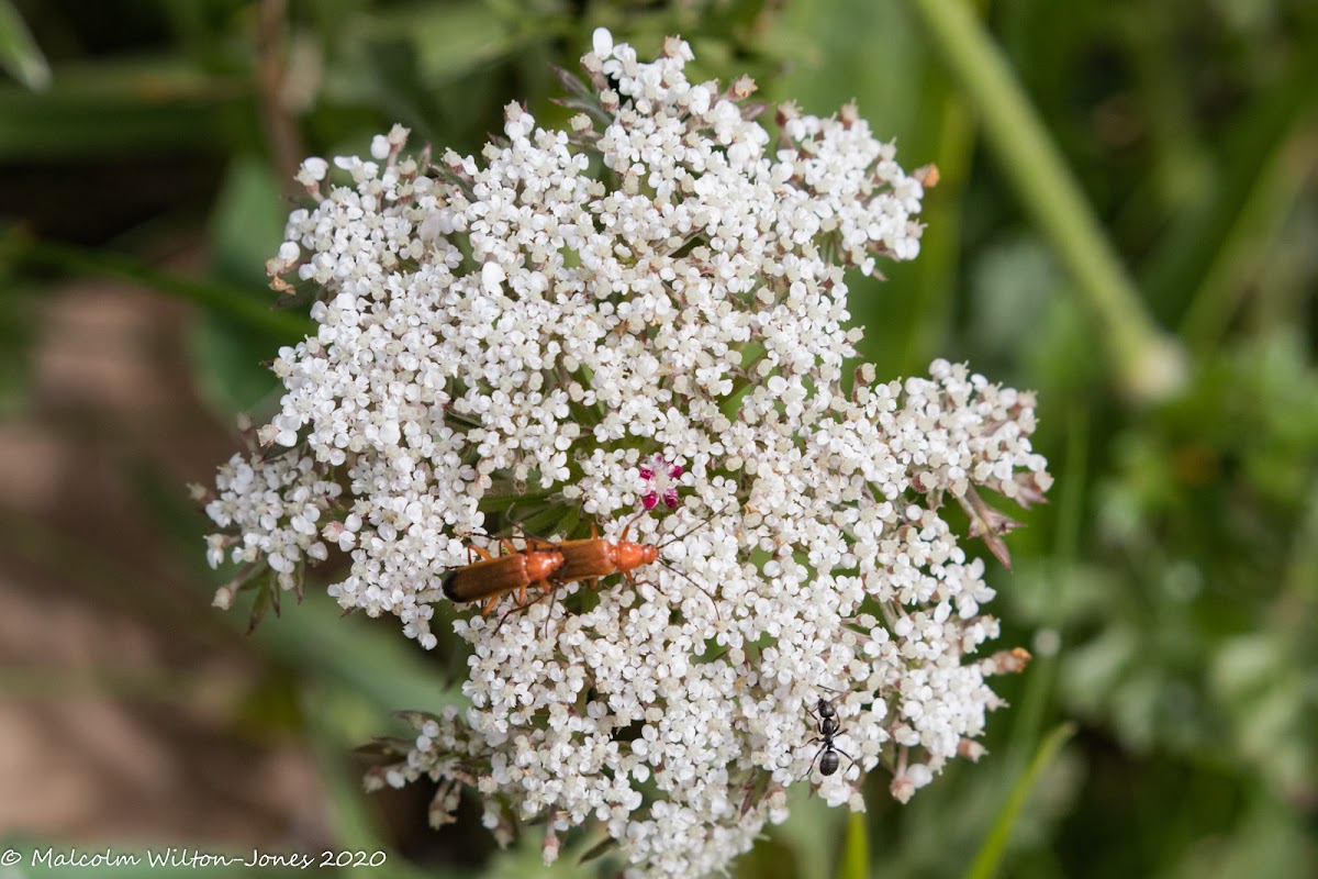 Red Soldier Beetle