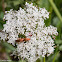 Red Soldier Beetle