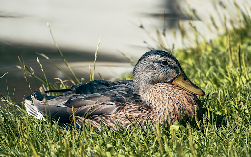Brown Duck on the Grass screenshot 1